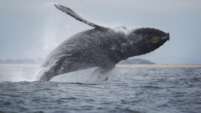 Monterey Bay Whale Watching Was Just Named a Must-Have Experience for 2026