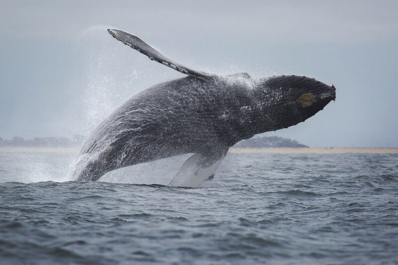 A humpback whales breaches in Monterey Bay, California
