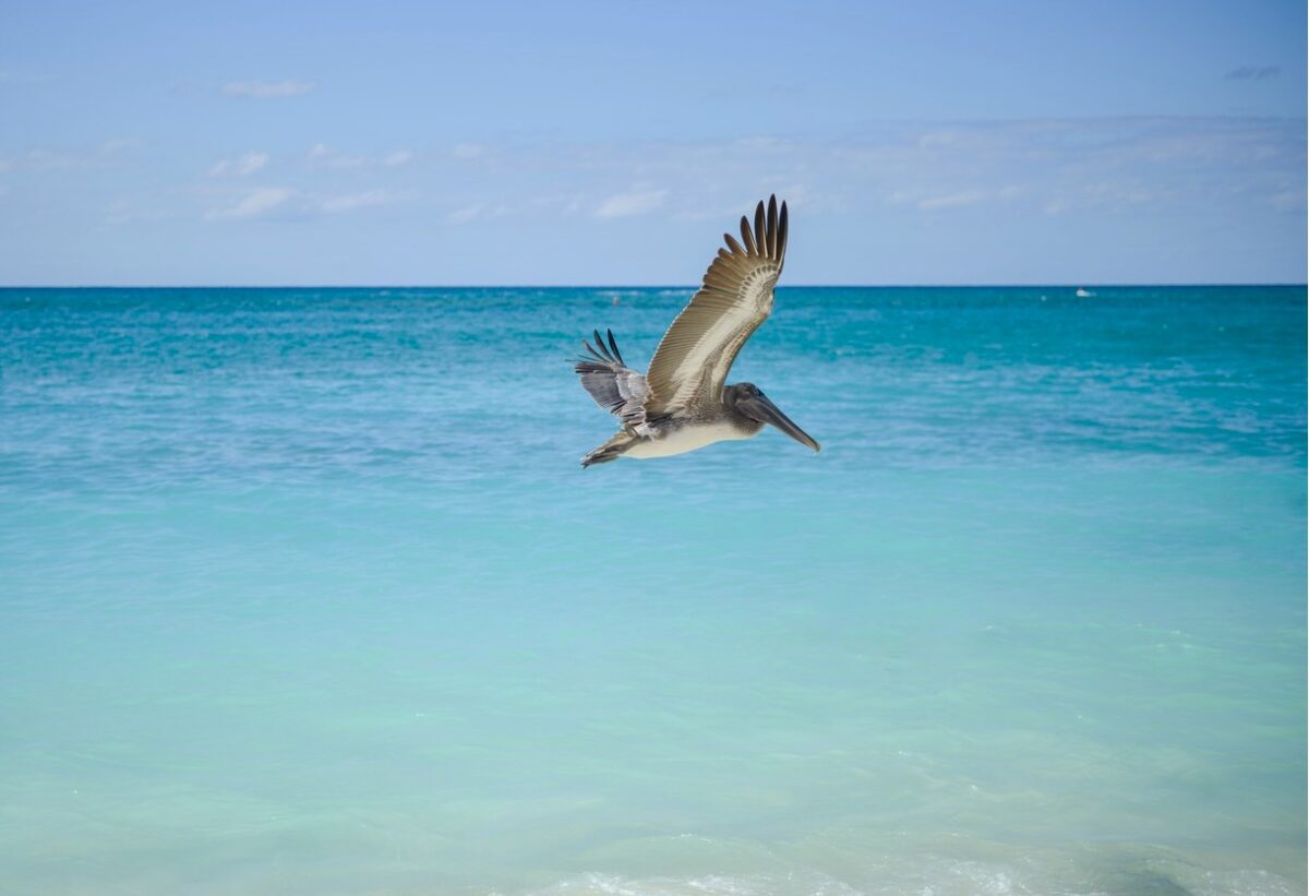 Pelican over the water in Puerto Morelos