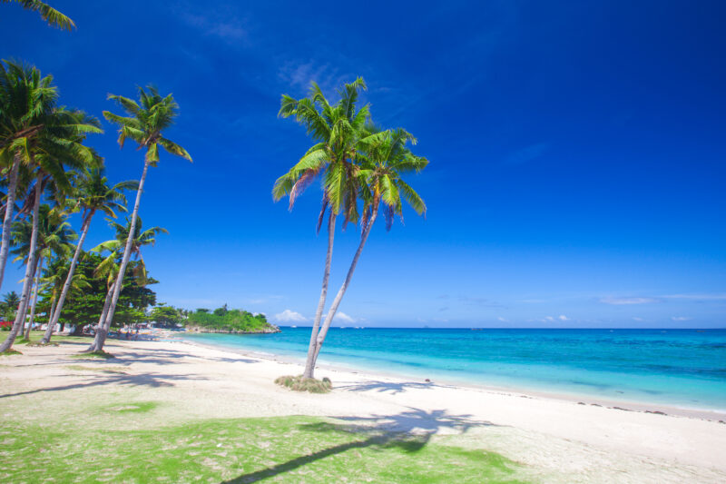 This is beach and coconut plm tree, Langob beach, Malapascua island, Cebu