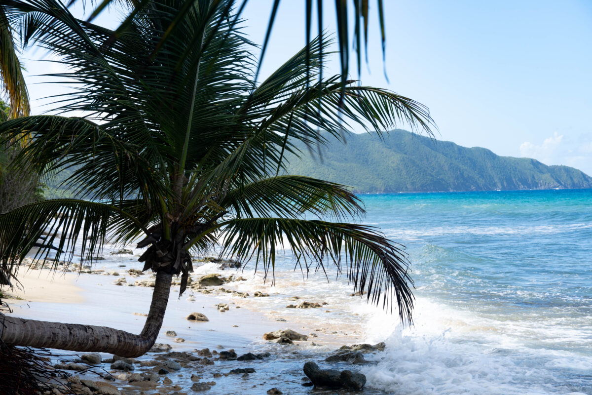 palm tree growing sideways, Cane Bay, St. Croix, USVI