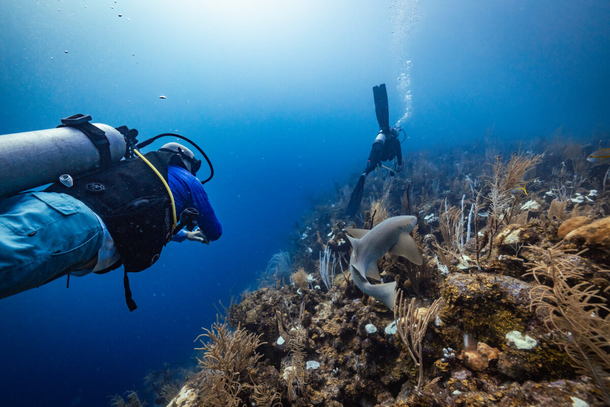 Dive with Nurse Sharks