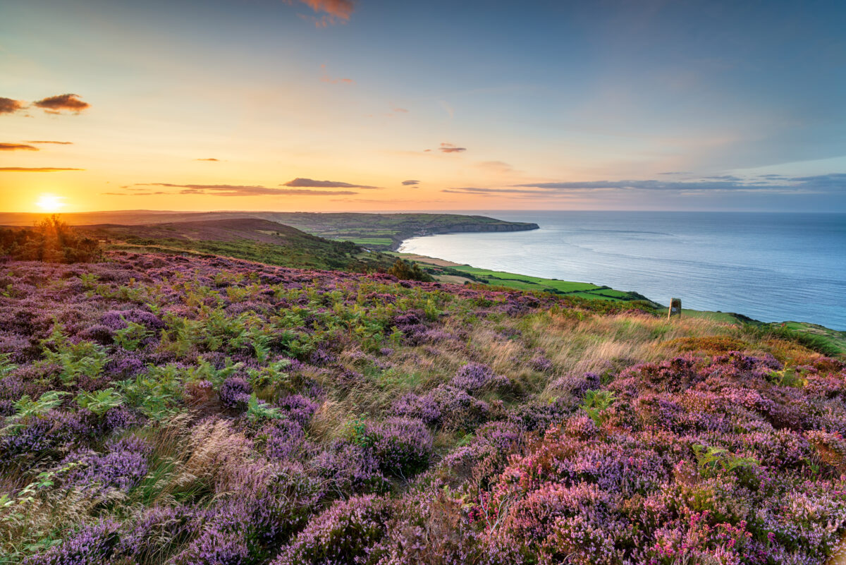 Summer heather in bloom on the North York Moors national park at Ravenscar and looking out to Robin Hood`s Bay