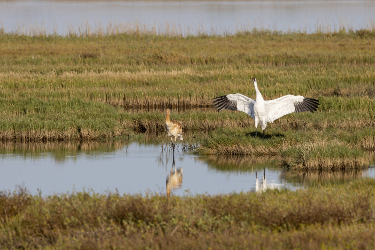 A Critically Endangered Whopping Cranes at Aransas National Wildlife Refuge in Rockport Texas USA