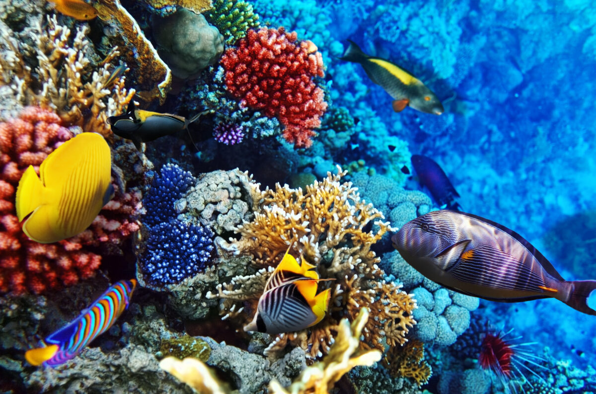 Coral and fish in the Red Sea. Egypt, Africa