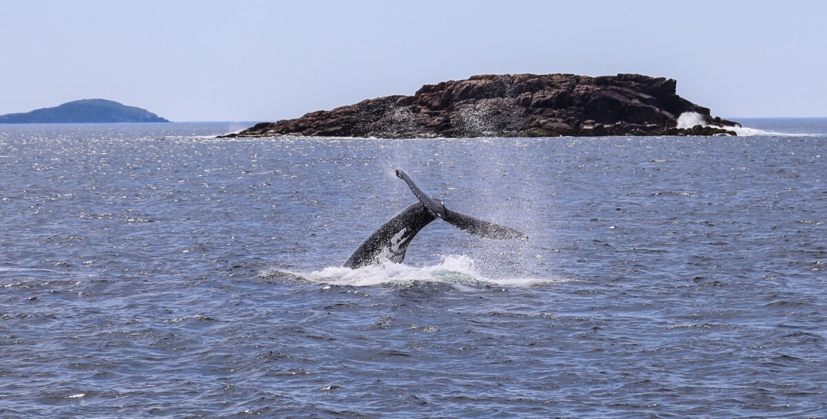 Whale watching in port stephens,australia
