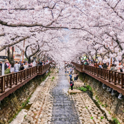 Forget Japan—This South Korean Island Has Cherry Blossoms and White Sand Beaches