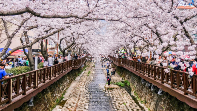 Forget Japan—This South Korean Island Has Cherry Blossoms and White Sand Beaches