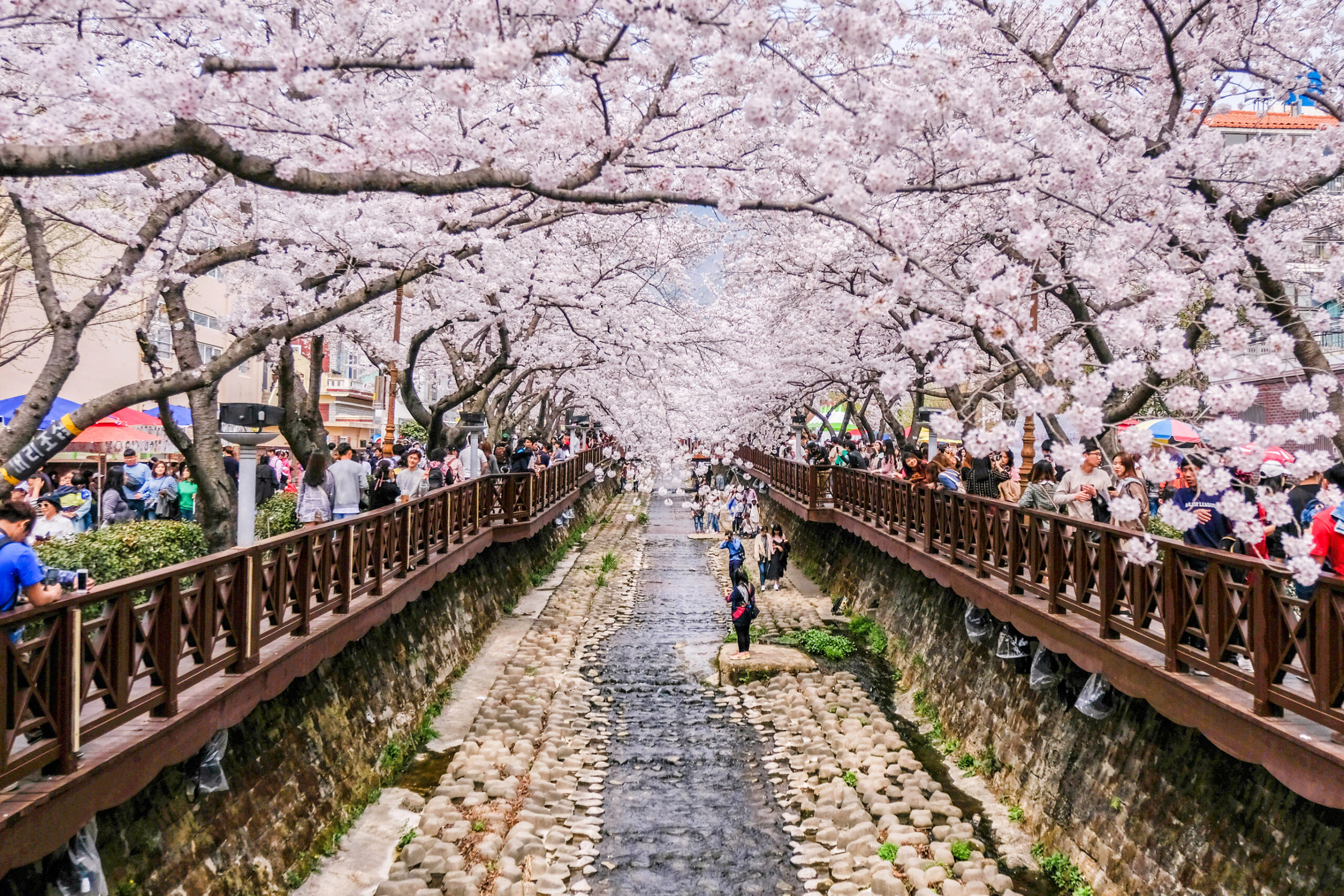Forget Japan—This South Korean Island Has Cherry Blossoms and White Sand Beaches