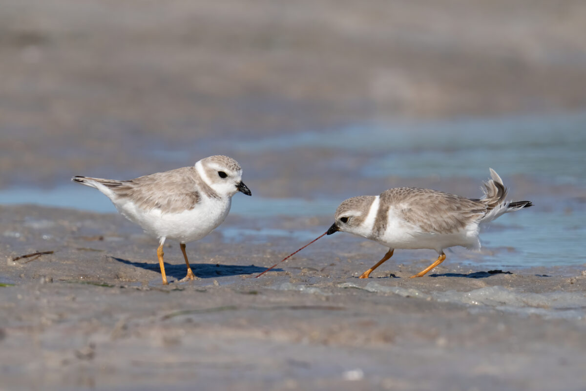 honeymoon island state park 