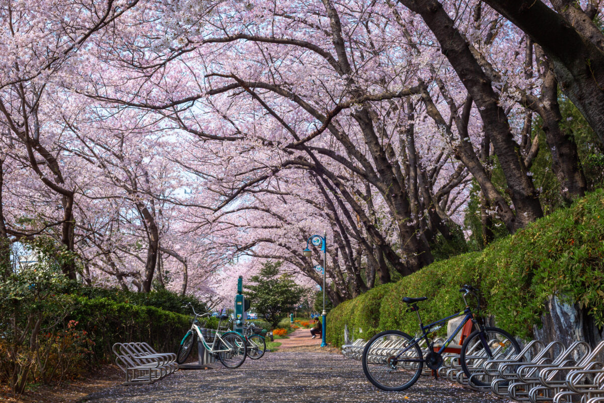 Bicycle parking with cherry trees and Cherry blossom in spring in Korea, jinhae South Korea