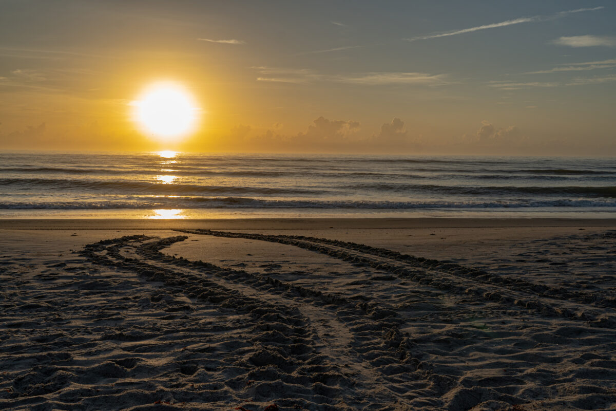 Double set of turtle tracks 2_Melbourne Beach