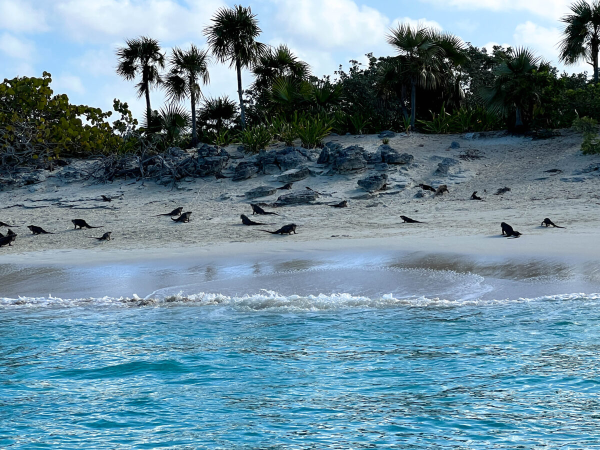 Iguana close upr_Exumas Bahamas