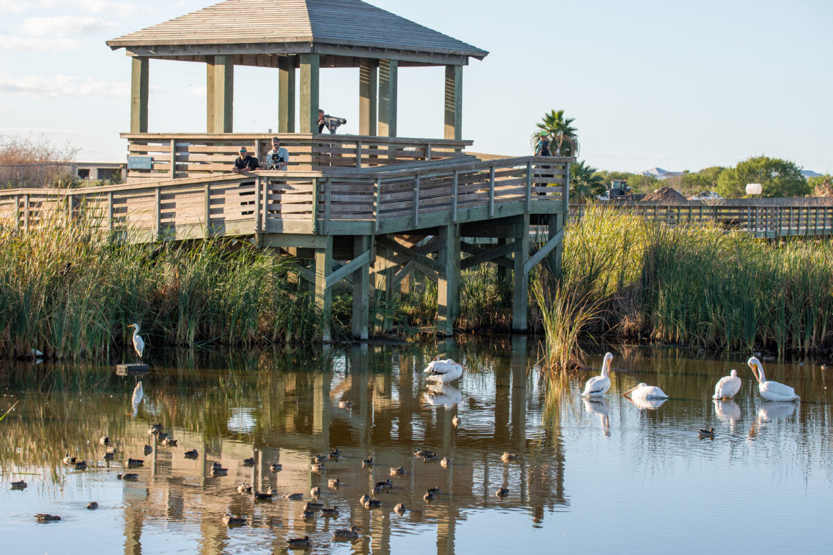 bird watching at Leonabelle Turnbull Birding Center 