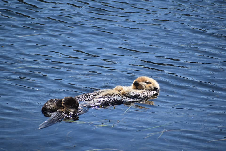 Sea otter floating around Morro Bay
