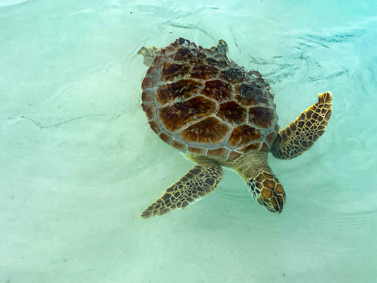 Turtle Beach_turtle in water_Exumas Bahamas