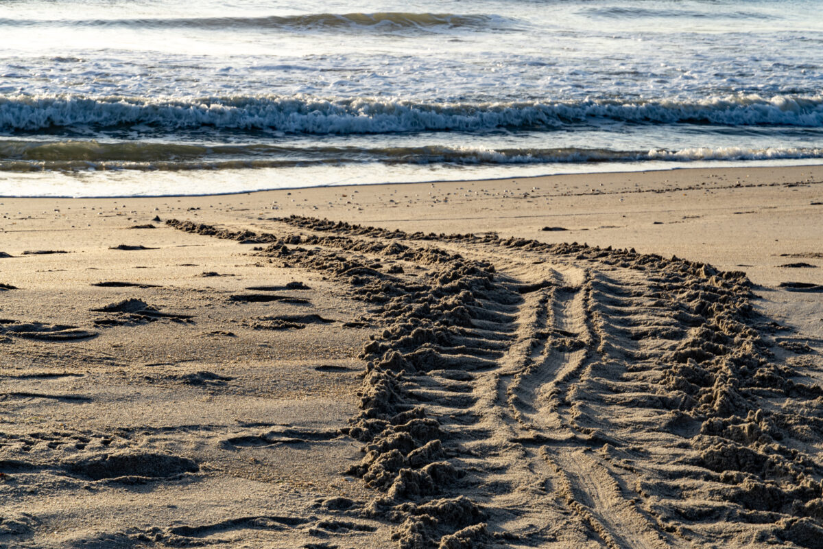 Turtle tracks on beach_Melbourne Beach