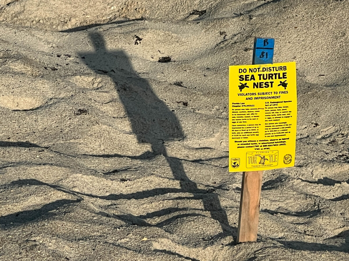 Yellow sea turtle nest sign_Melbourne Beach_Florida_Brandy Jo Hastings