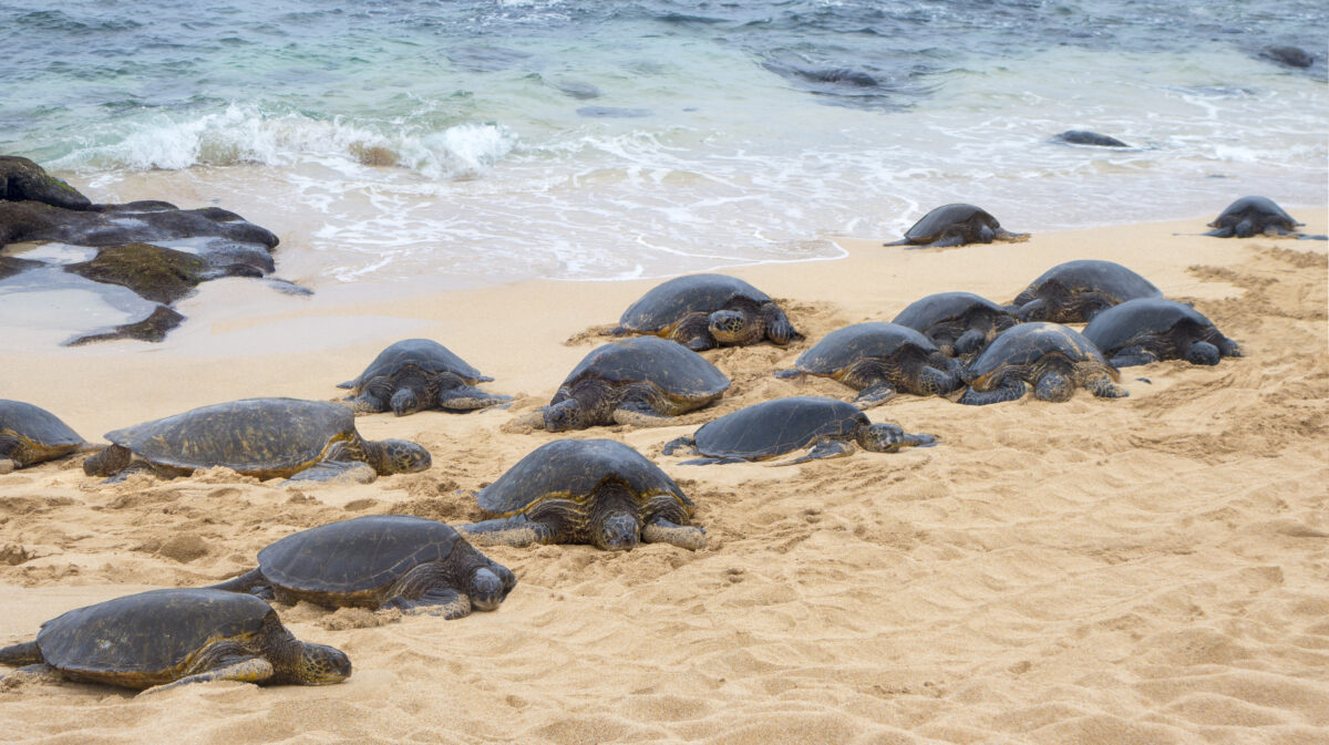 nesting sea turtles