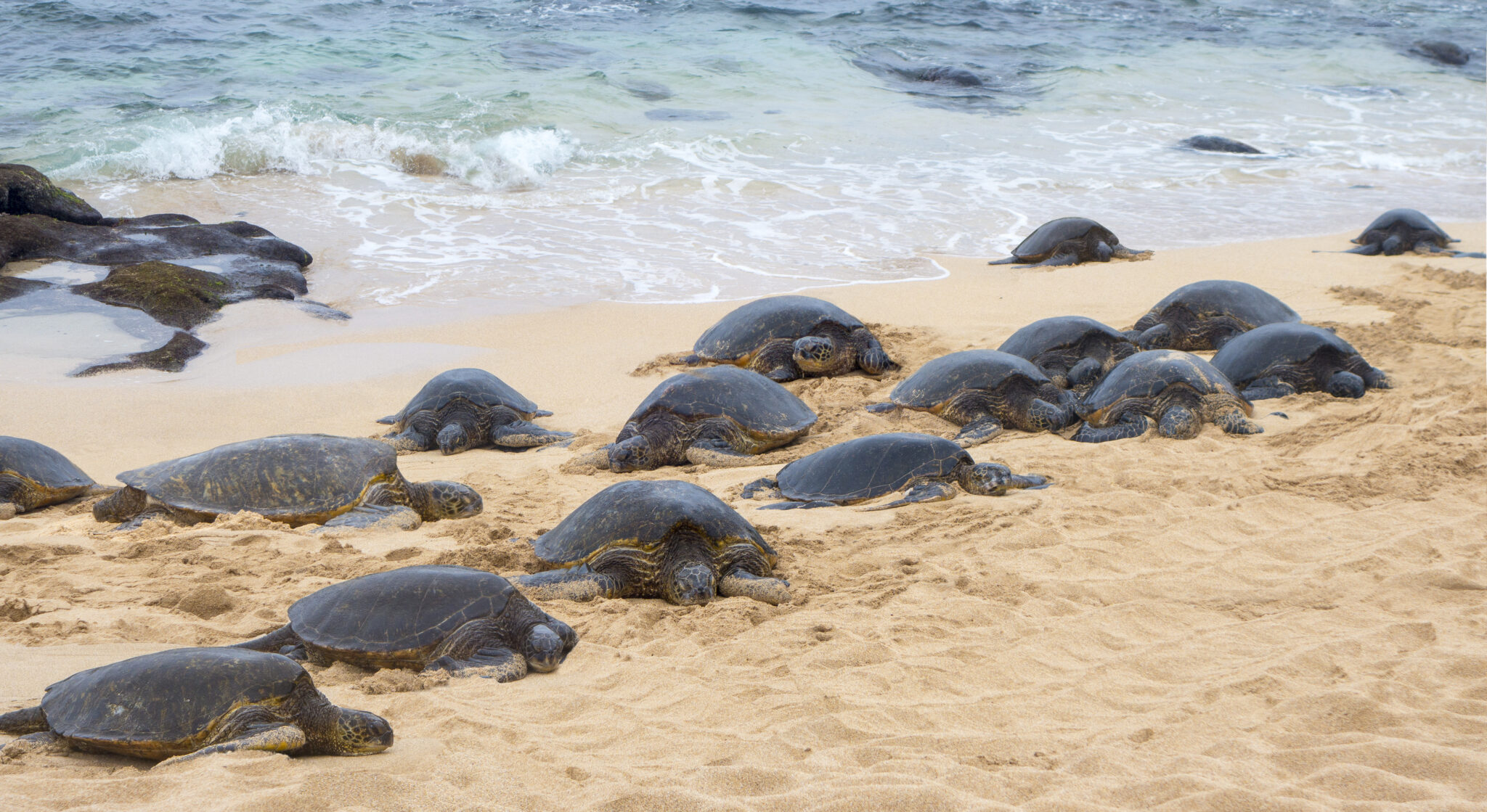 Florida’s Beaches Are Full of Nesting Sea Turtles Right Now–Here’s How to See Them