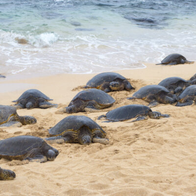 Florida’s Beaches Are Full of Nesting Sea Turtles Right Now–Here’s How to See Them