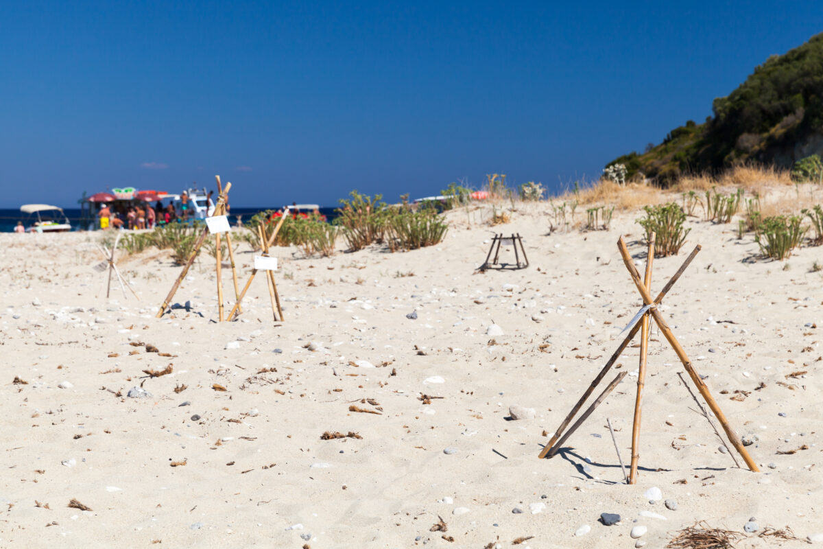 Protective structures in the sand of nesting sites for egg-laying turtles
