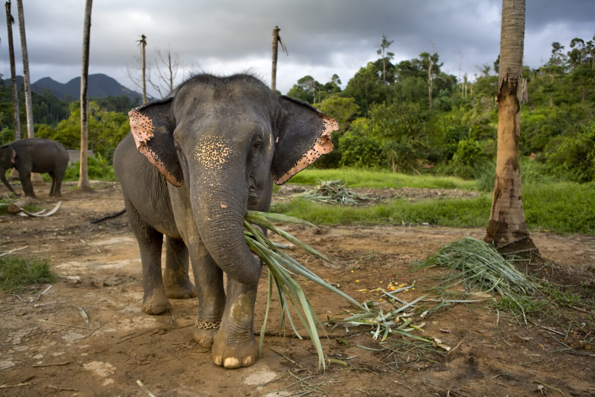 Picture taken in Koh-Chang island in Thailand