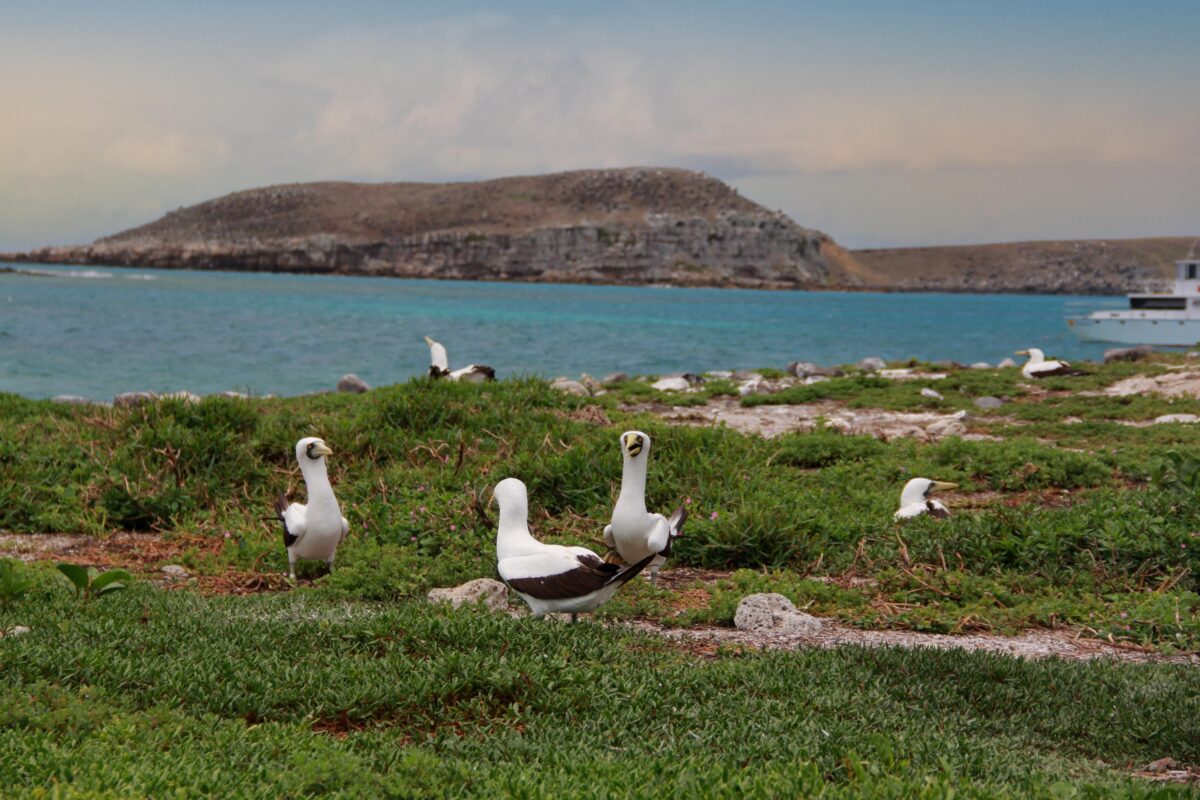 Abrolhos Marine National Park (Bahia)