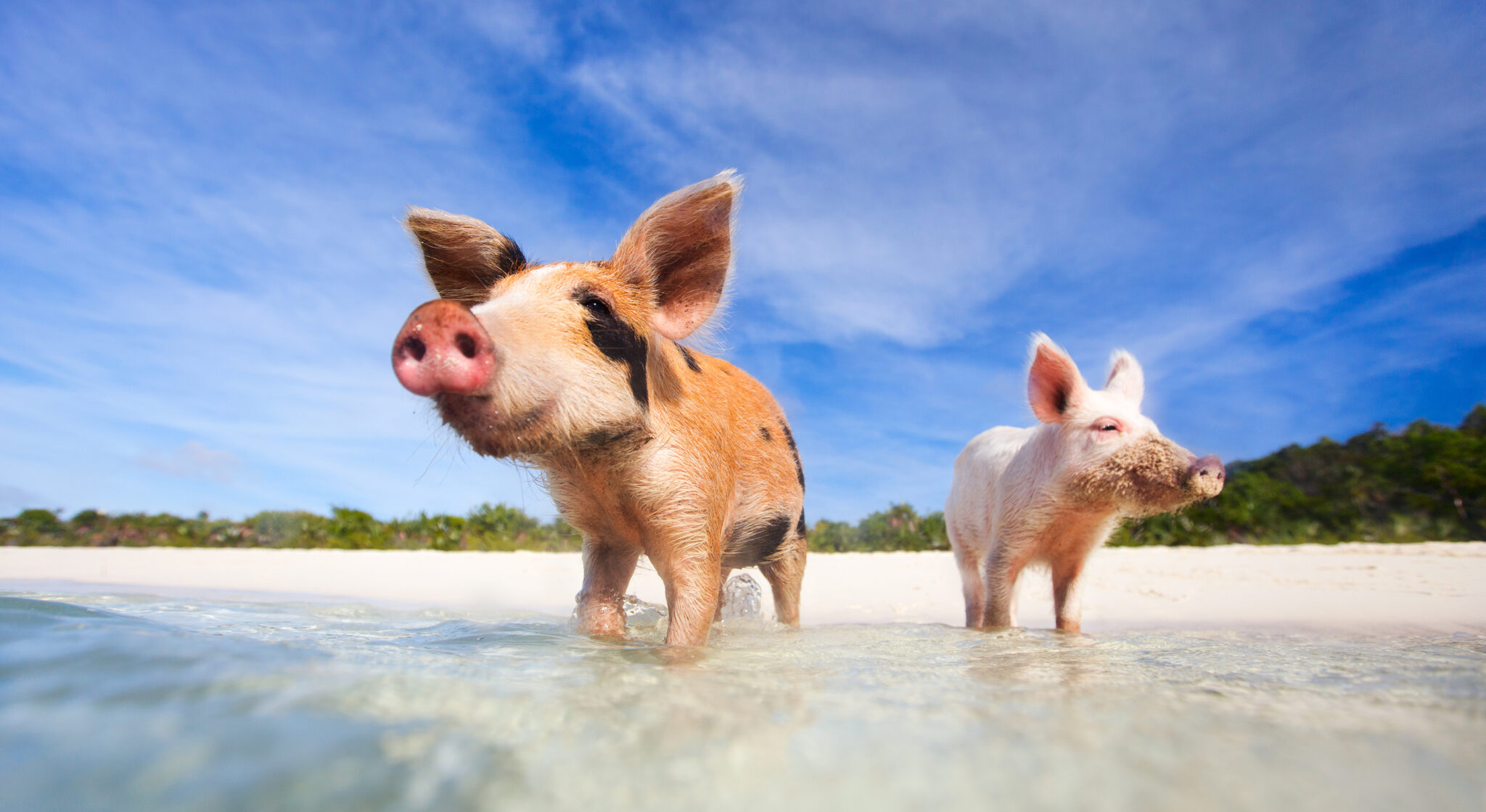 Swimming With Pigs—and Everything Else You Should Do in the Exumas