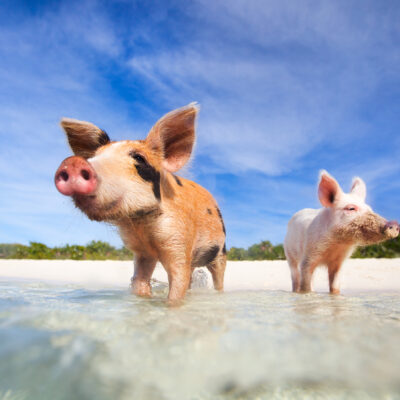 Swimming With Pigs—and Everything Else You Should Do in the Exumas