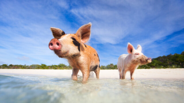 Swimming With Pigs—and Everything Else You Should Do in the Exumas
