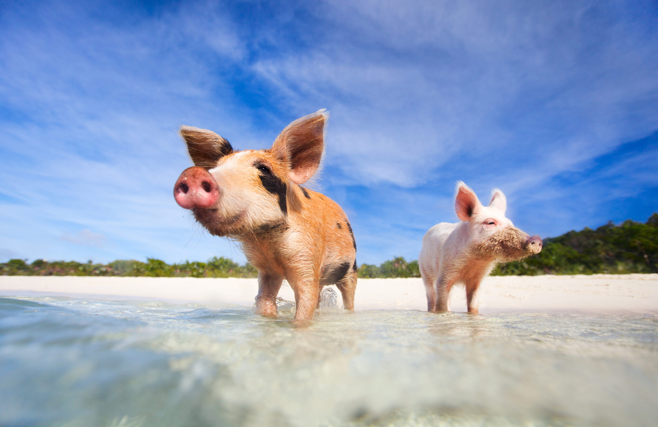 Swimming With Pigs—and Everything Else You Should Do in the Exumas