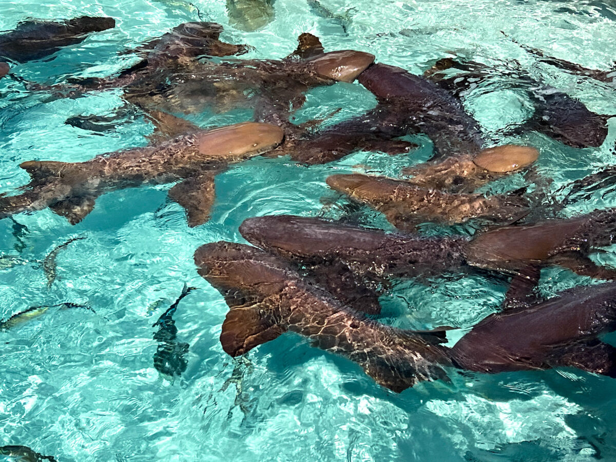 nurse sharks_Exumas Bahamas