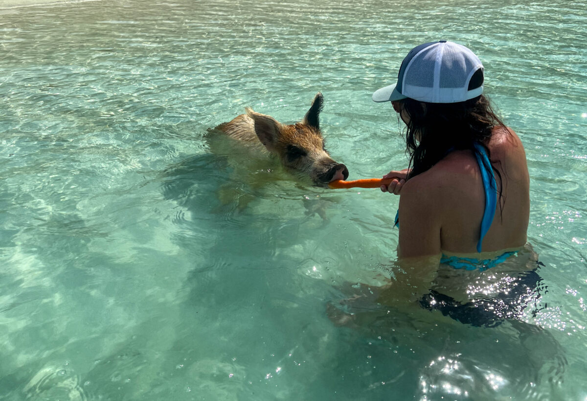 pig taking carrot from Brandy_s hand_Exumas Bahamas