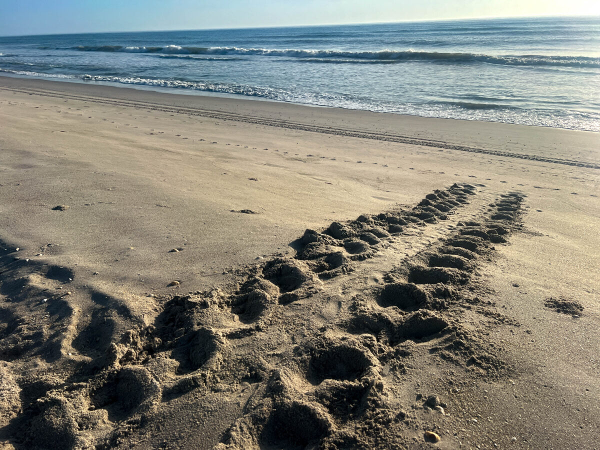 turtle tracks on beach_Melbourne Beach_Florida_Brandy Jo Hastings 