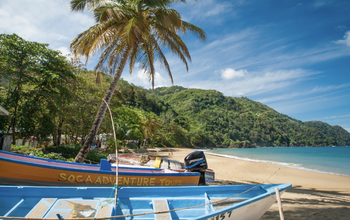 palm tree and shoreline at Castara Beach, Tobago