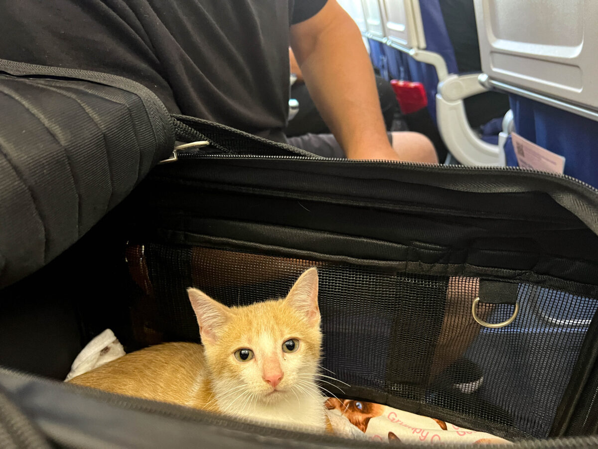 Cat in a carrier on an airplane from St. Croix_Brandy Jo Hastings_