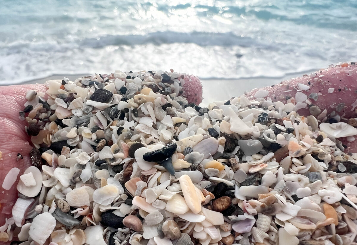 Shark tooth and small shells in hand_Englewood Beach_Florida