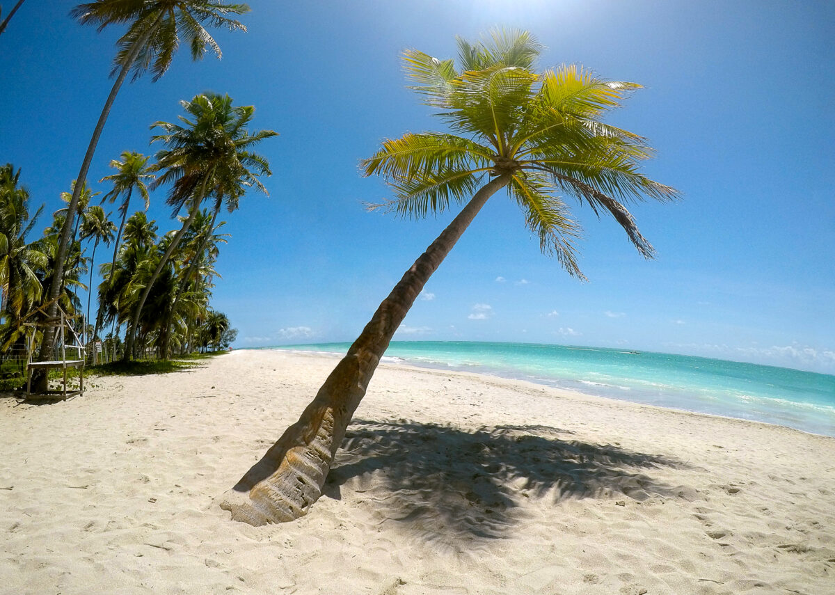 Coconut palms on the seafront of Antunes Beach in Maragogi. Paradisiacal view of the sea from Antunes Beach in Maragogi, between coconut trees.