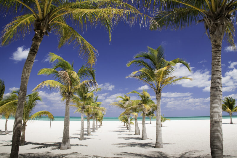 palm trees on the beach on Isla Pasion