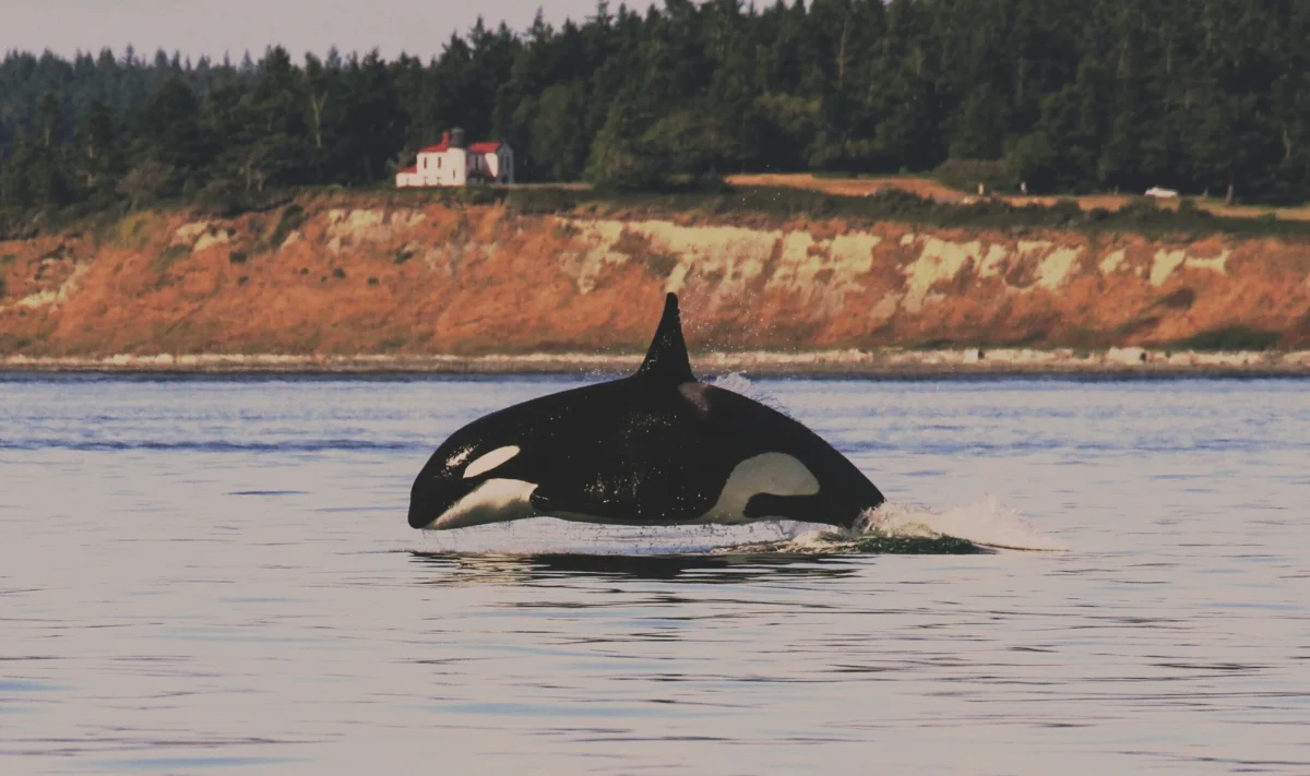orca_network