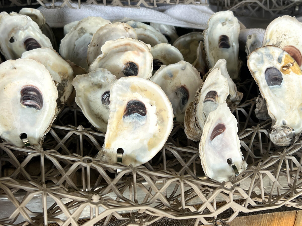 oysters on mat up close_New Smyrna Beach_Florida_Brandy Jo Hastings_