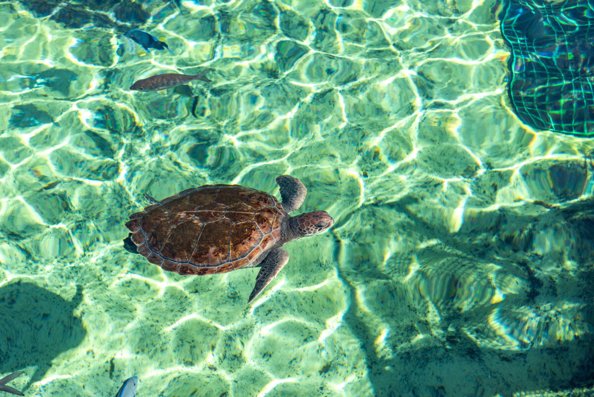 sea turtle at Photo courtesy of The Westin Grand Cayman Seven Mile Beach Resort & Spa