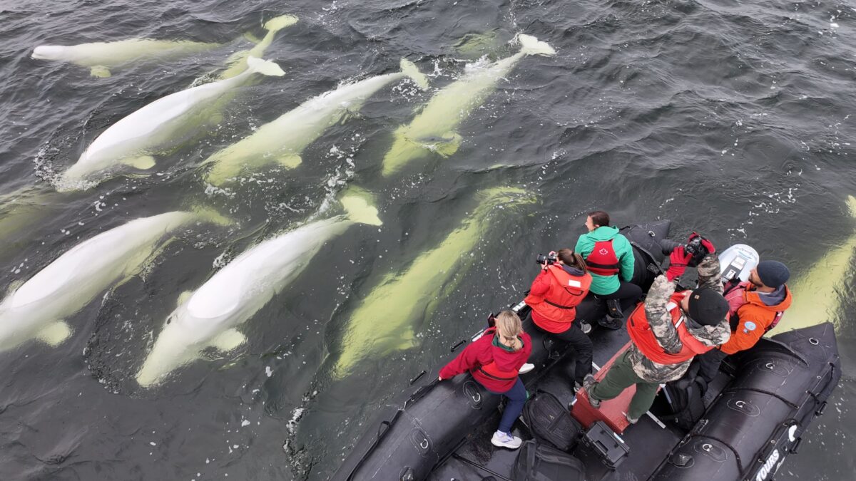 Frontiers North Adventures - Beluga Journeys
