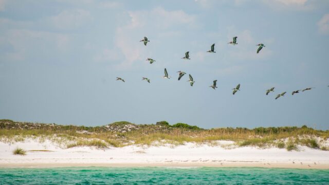 The Best Beaches to Watch Sea Turtle Releases This Summer