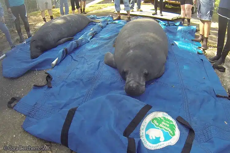Save the Manatee
