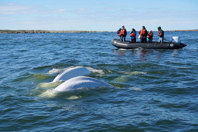 Frontiers North Adventures - Beluga Journeys