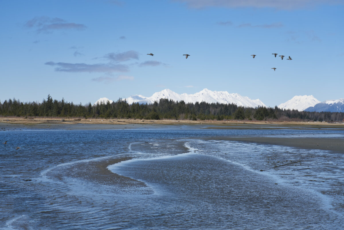 Ducks flying over the Salmon River in Southeast Alaska. Ducks flying over the Salmon River near Gustavus in Southeast Alaska on a sunny winter day