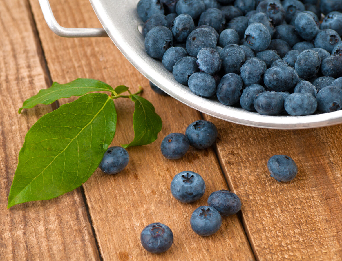 Blueberries Freshly Picked