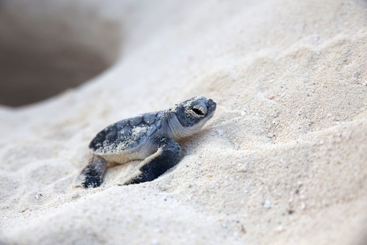 baby turtle at Atlantis Paradise Island, Bahamas